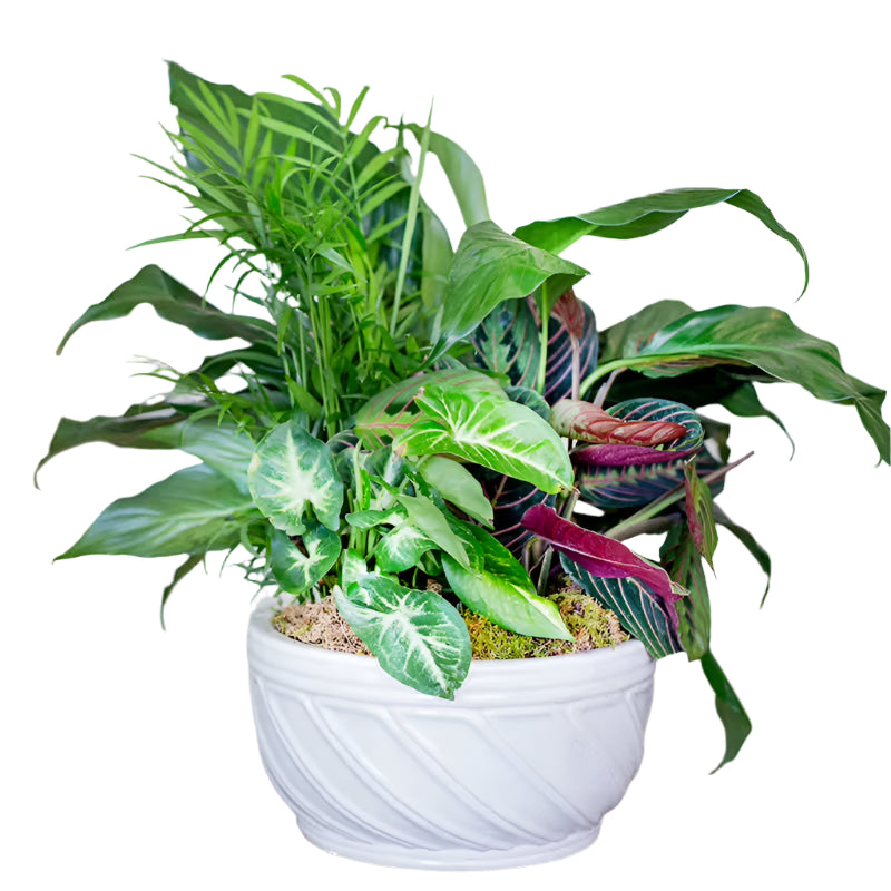 Dish Garden