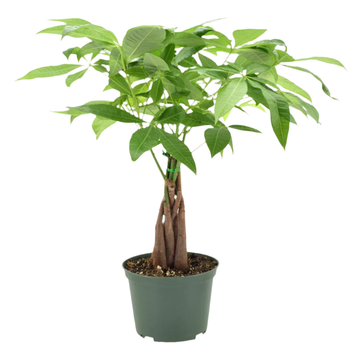 Money Tree