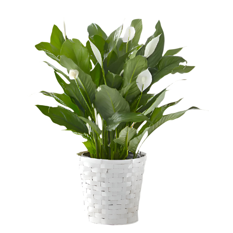 Peace Lily