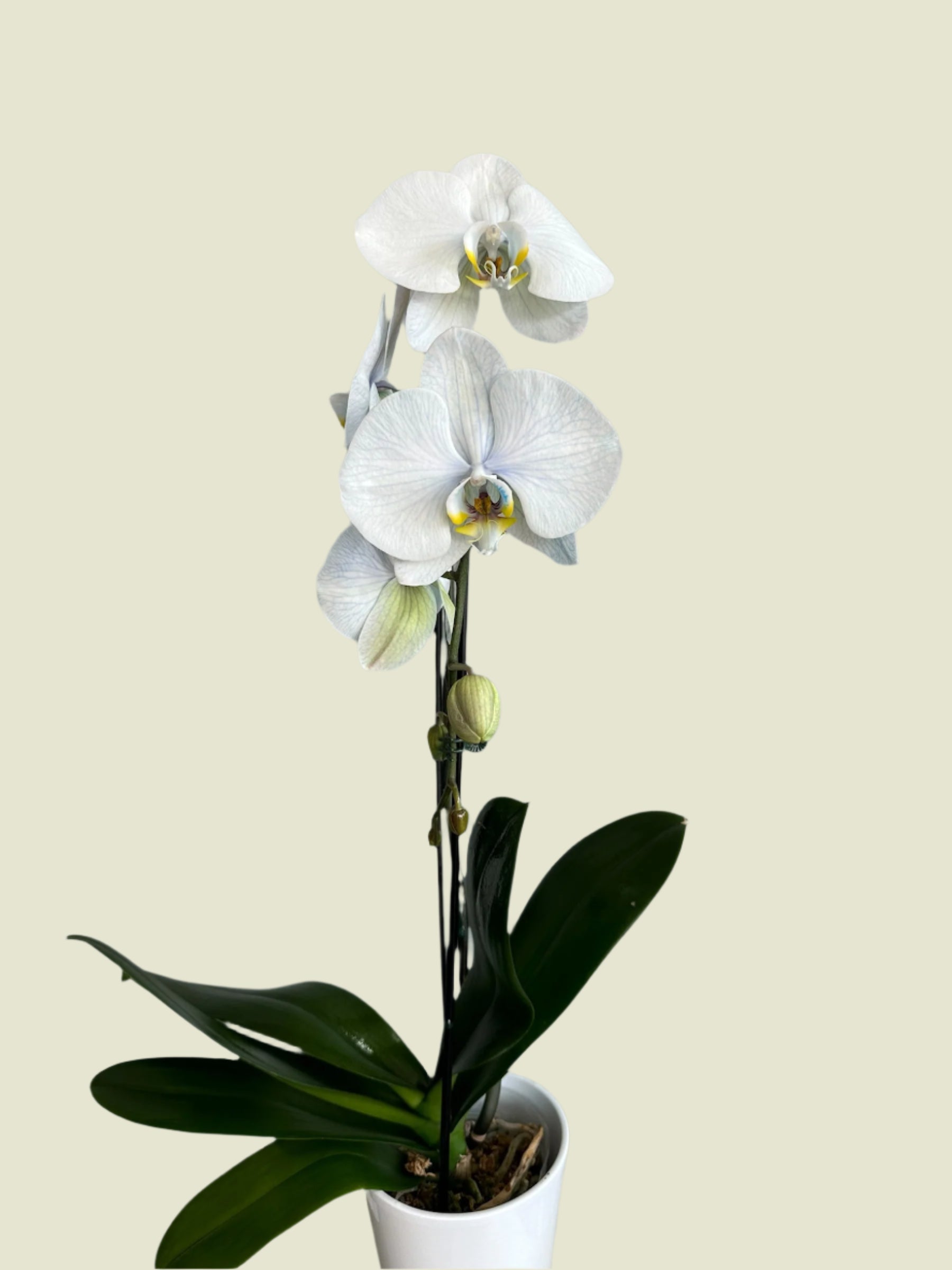 Orchid