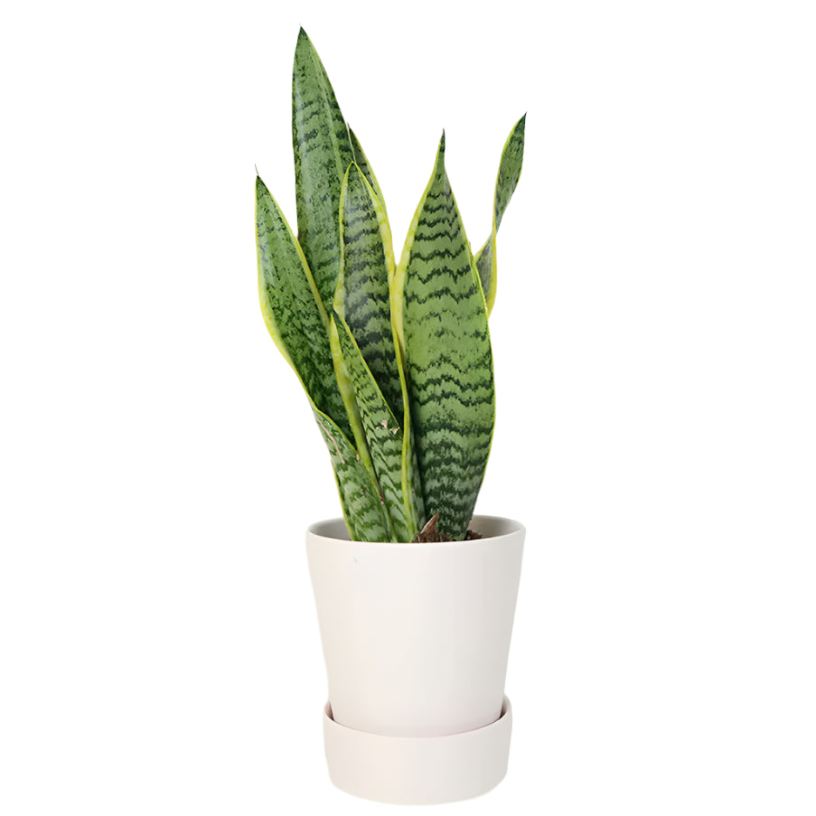 Snake Plant
