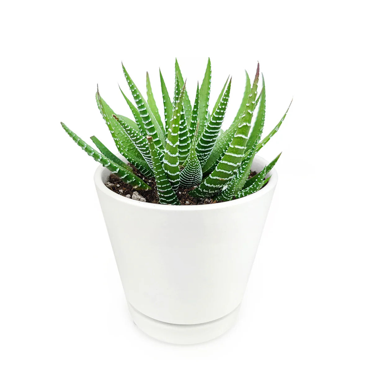 Zebra Succulent