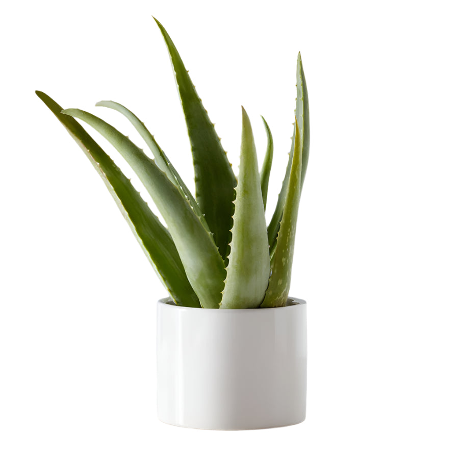 aloe vera plant woolworths Aloe Vera