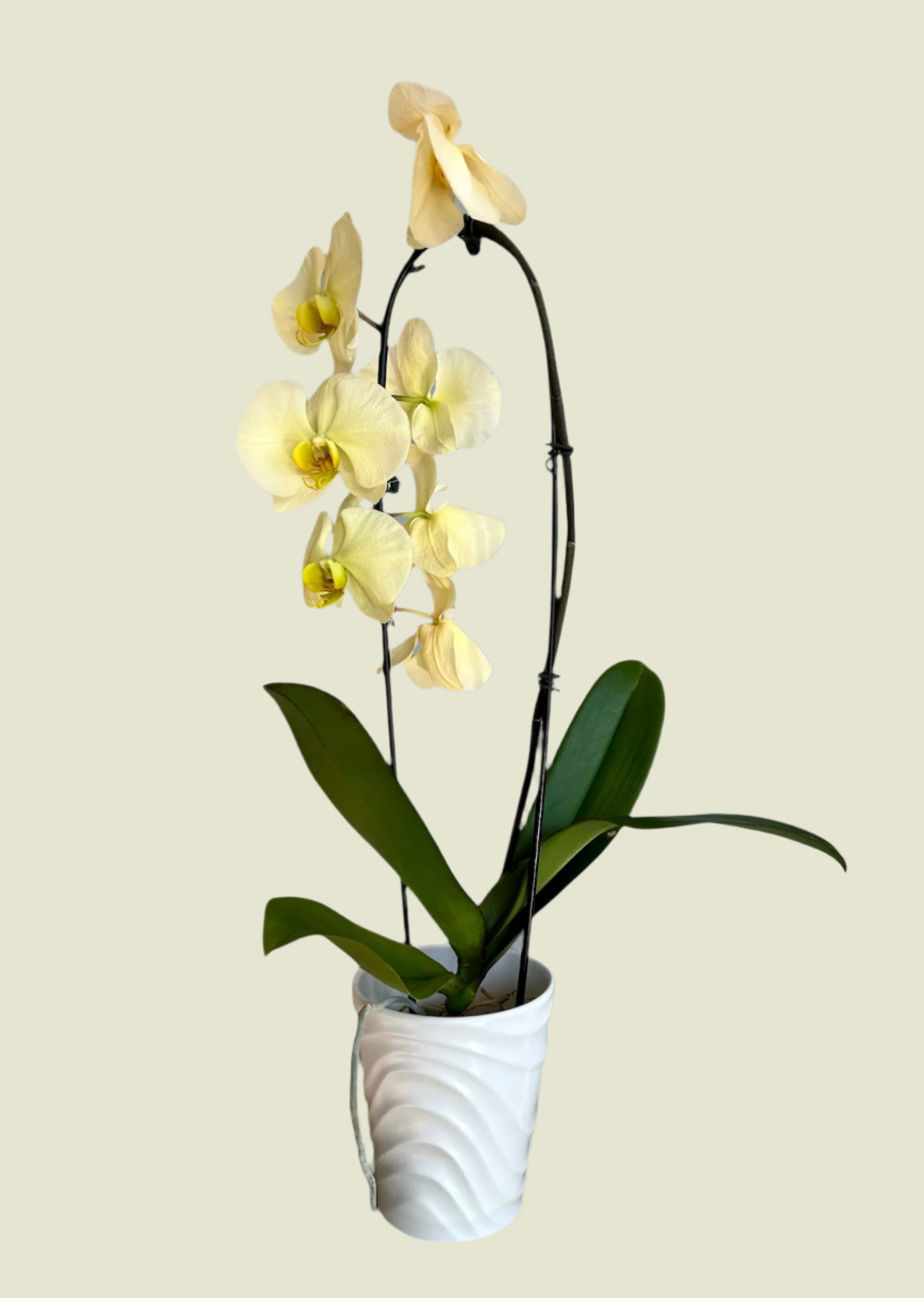 Orchid