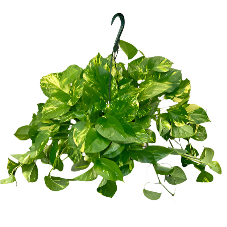 Hanging Pothos (6 Inches)