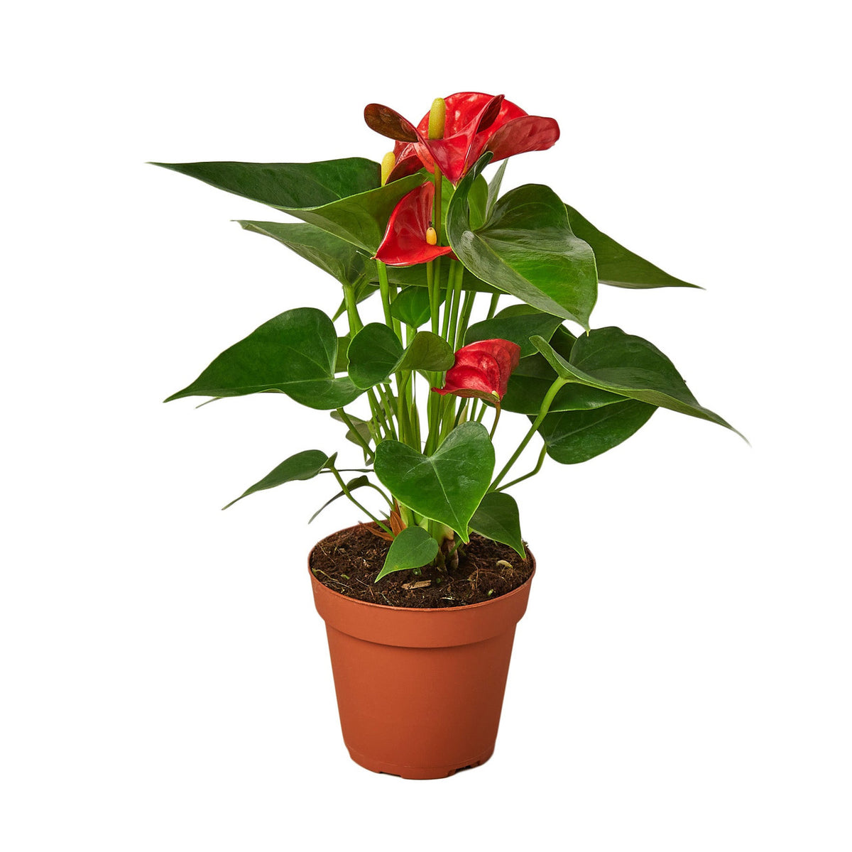 anthurium aemulum Anthurium