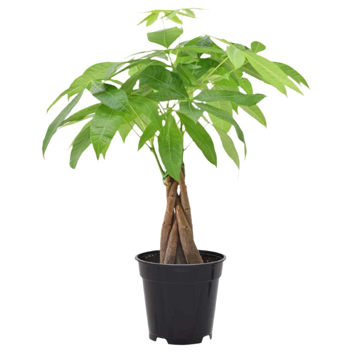Money Tree